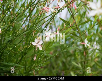 Gouttes de pluie qui coulent des tiges de fleurs de papillon tourbillonnant, le buisson de Gaura Lindheimeri dans un jardin de cottage côtier australien Banque D'Images