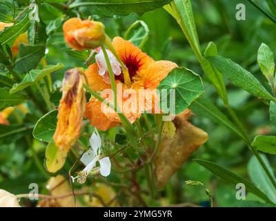 Nastutiums orange vif et fleurs blanches de papillon tourbillonnant Gaura avec des feuilles vertes et des tiges fraîches avec des gouttes de pluie dans un jardin de chalet Banque D'Images