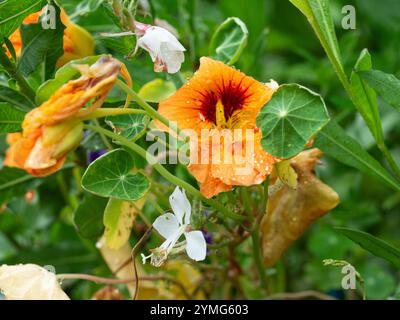 Nastutiums orange vif et fleurs blanches de papillon tourbillonnant Gaura avec des feuilles vertes et des tiges fraîches avec des gouttes de pluie dans un jardin de chalet Banque D'Images