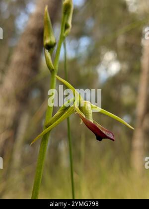 Orchidée de grande langue (Cryptostylis subulata) Banque D'Images