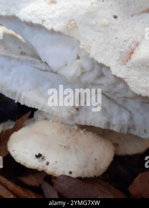 Polypore de fromage blanc (Tyromyces chioneus) Banque D'Images