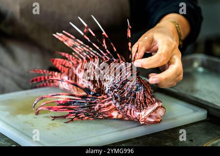 Les poissons-lions sont envahissants dans les Caraïbes. Comme ils peuvent être préparés savoureux malgré leurs épines venimeuses, les chefs et les écologistes encouragent leur consommation. Atelier de cuisine caribéenne avec le chef Helmi Smeulders. Djonora Marthaweg, Willemstad, Curaçao, Kòrsou Banque D'Images