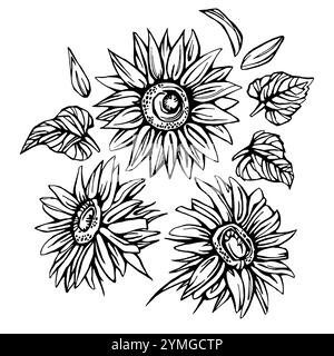 Sunflower Line Art, Fine Line bouquets de tournesol illustration dessinée à la main. Coloriage avec tournesols. Illustration de Vecteur