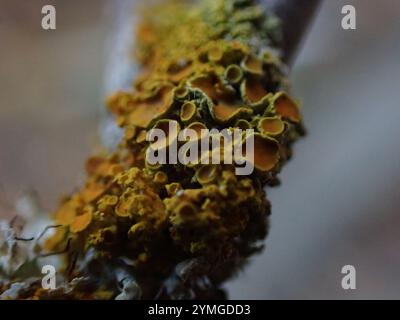 Punaise Sunburst lichen (Polycauliona polycarpa) Banque D'Images