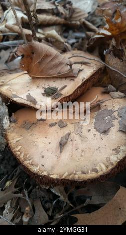 Empoisonpie amère (Hebeloma sinapizans) Banque D'Images