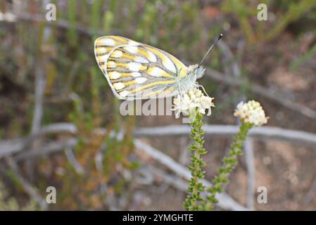 Pontia helice Meadow (blanc) Banque D'Images