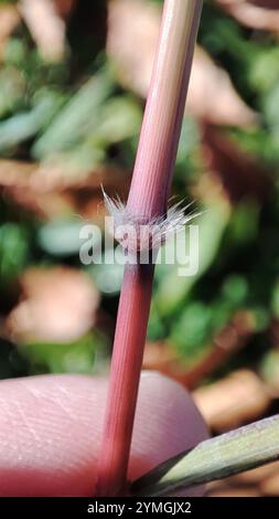 King Ranch bluestem (Bothriochloa ischaemum) Banque D'Images