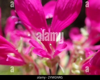 Neitjie Storksbill (Pelargonium incrassatum) Banque D'Images