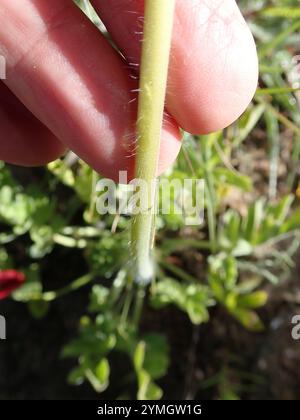 Neitjie Storksbill (Pelargonium incrassatum) Banque D'Images