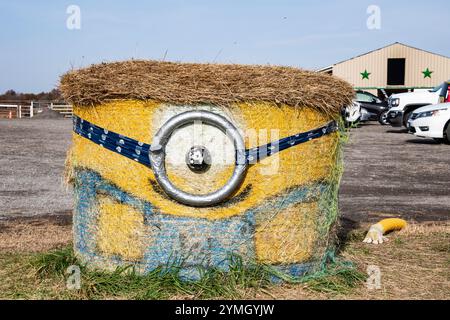 Hay Minions au Warner Ranch et à la ferme de citrouilles sur Schisler Road à Niagara Falls, Ontario, Canada Banque D'Images