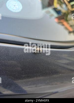 Jumper corsé (Hyllus semicupreus) Banque D'Images