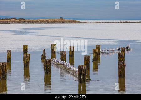 Mouettes reposant sur des grumes de bois flotté le long du secteur riverain de Steveston, en Colombie-Britannique, au Canada Banque D'Images