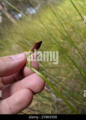 Orchidée de grande langue (Cryptostylis subulata) Banque D'Images