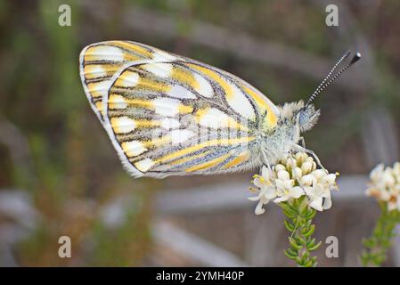 Pontia helice Meadow (blanc) Banque D'Images