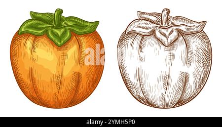 Sharon persimmon fruits juteux orange exotique, pomme kaki japonaise asiatique, ensemble de croquis botaniques de tomate jaune. Nourriture saine. Vecteur dessiné à la main Illustration de Vecteur