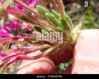 Neitjie Storksbill (Pelargonium incrassatum) Banque D'Images