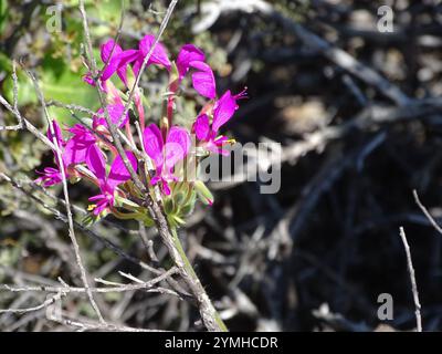 Neitjie Storksbill (Pelargonium incrassatum) Banque D'Images