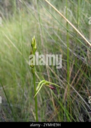 Orchidée de grande langue (Cryptostylis subulata) Banque D'Images