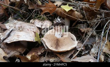 Empoisonpie amère (Hebeloma sinapizans) Banque D'Images