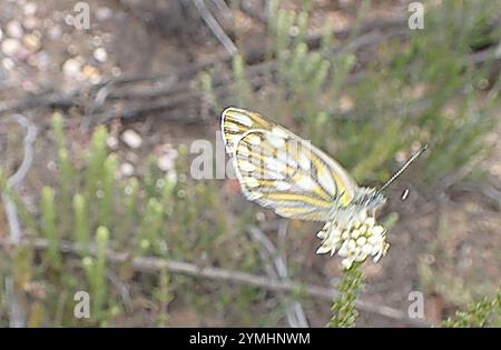 Pontia helice Meadow (blanc) Banque D'Images