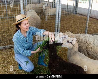 Femme agricole asiatique nourrissant des moutons avec de l'herbe fraîche Banque D'Images
