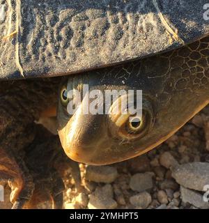 Tortue à cou de serpent orientale (Chelodina longicollis) Banque D'Images