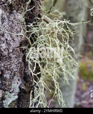 Lichen cartilagineux (Ramalina farinacea) Banque D'Images