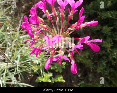 Neitjie Storksbill (Pelargonium incrassatum) Banque D'Images