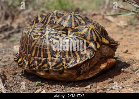 Tortue de tente méridionale (Psammobates tentorius tentorius) Banque D'Images