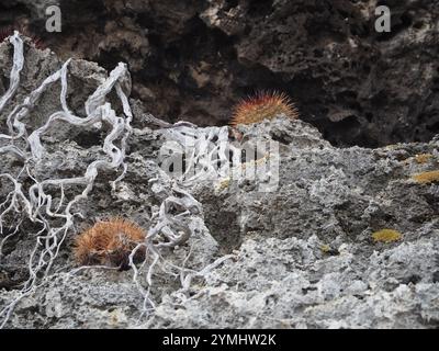 Cactus globulaires, cactus clair de lune, cactus torche et alliés (Cactoideae) Banque D'Images