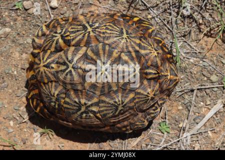 Tortue de tente méridionale (Psammobates tentorius tentorius) Banque D'Images