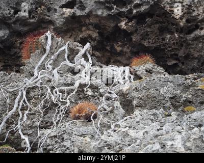 Cactus globulaires, cactus clair de lune, cactus torche et alliés (Cactoideae) Banque D'Images