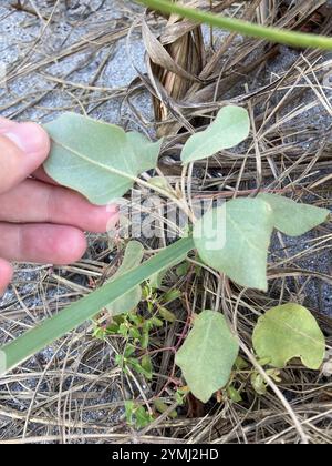 Plage Croton (Croton punctatus) Banque D'Images