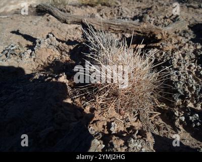 Cactus (Sclerocactus parviflorus) Banque D'Images