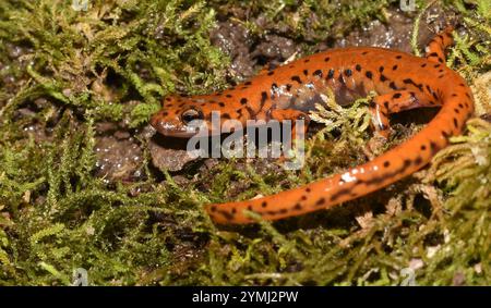 Salamandre Eurycea lucifuga (grotte) Banque D'Images