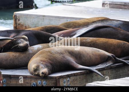 Les lions de mer se prélassent sur une jetée, profitant d'un après-midi paisible au port Banque D'Images