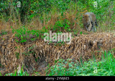 Jaguar rôdant dans l'herbe et la végétation dans le Pantanal Brésil. Banque D'Images