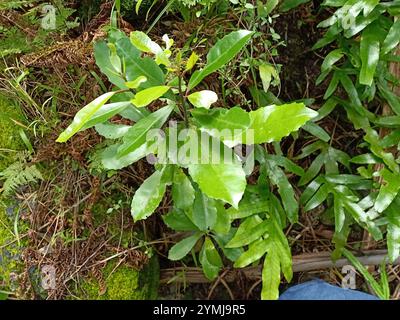 Bois de pigeonnier (Hedycarya arborea) Banque D'Images