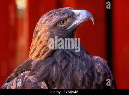 Portrait de Golden Eagle pris au Raptor Center de Pueblo, un centre médical, de réadaptation et d'éducation à Pueblo, Colorado. Banque D'Images