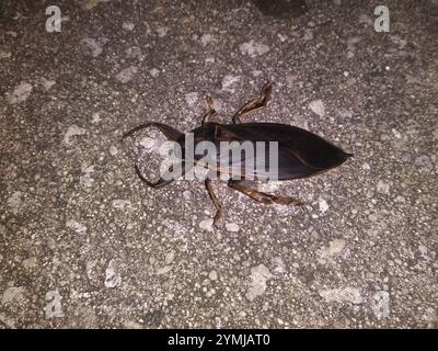 Orteil oriental (Benacus griseus) Banque D'Images