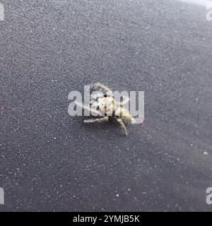 Jumper corsé (Hyllus semicupreus) Banque D'Images