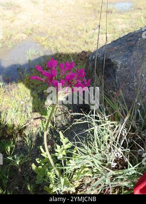 Neitjie Storksbill (Pelargonium incrassatum) Banque D'Images