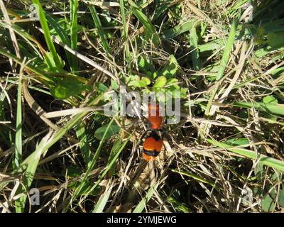 Fourmi de velours oriental commun (Dasyutilla occidentalis) Banque D'Images