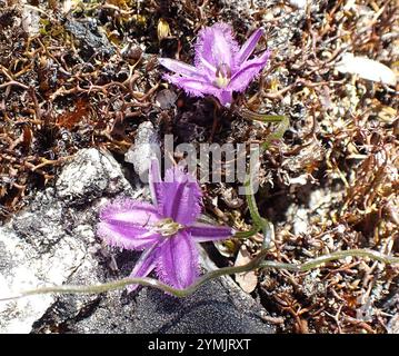 Twining Fringe-Lys (Thysanotus patersonii) Banque D'Images