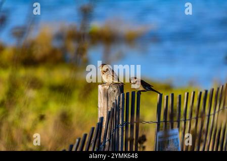 Un couple de moineaux, passer domesticus, s'assoient sur une clôture à Colorado Lagoon, long Beach, Californie. Crédit : Erik Morgan Banque D'Images