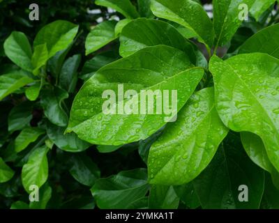 La surface brillante de la feuille juste au printemps, feuille de brousse verte de l'arbre avocat plante verte avec des gouttes d'eau, fraîcheur des plantes après la chute de pluie Banque D'Images