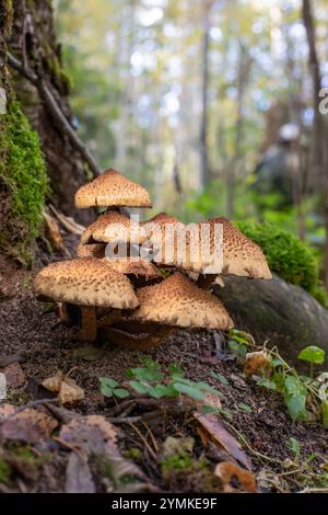Groupe de petits champignons avec des chapeaux bruns poussant dans la forêt Banque D'Images