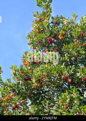 Fruits et feuilles de baie de cire sur l'arbre. Jour d'automne ensoleillé en Italie. Montagnes et nature. Contexte de conception. Banque D'Images