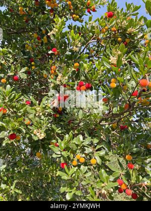 Fruits et feuilles de baie de cire sur l'arbre. Jour d'automne ensoleillé en Italie. Montagnes et nature. Contexte de conception. Banque D'Images