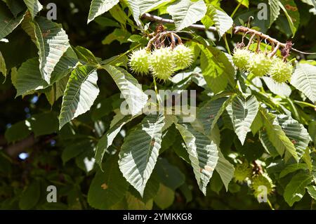 Image abstraite de châtaigne mûre dans le parc d'automne. Châtaignes sur branche de conker - fruits d'Aesculus hippocastanum Banque D'Images